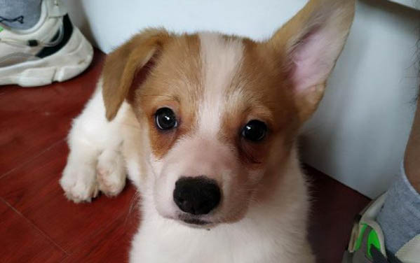 幼犬犬瘟有哪些癥狀