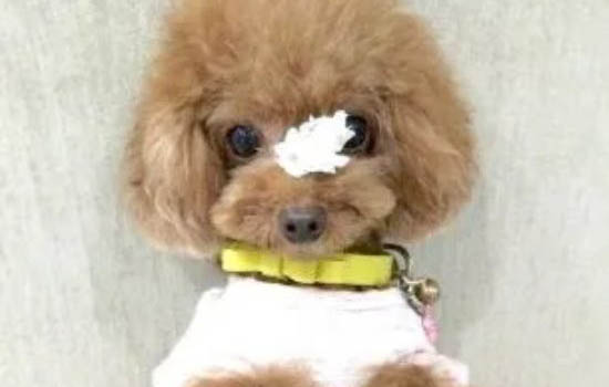 貴賓犬和雪納瑞哪個好養(yǎng)