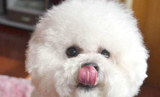 養高加索犬注意事項