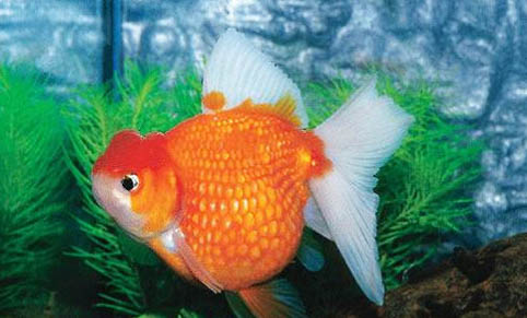 蘭壽金魚好不好養?