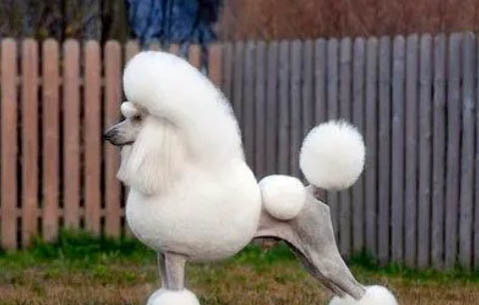 貴賓犬如何訓(xùn)練