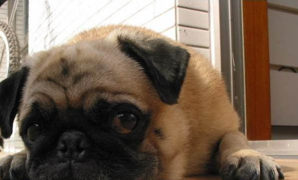八哥犬怎么訓練大小便啊？