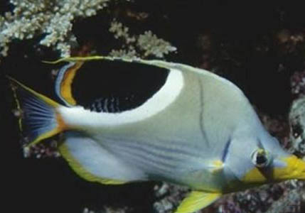 怪蝴蝶魚的外形特點