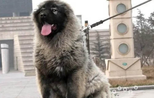 狗狗用什么沐浴露好