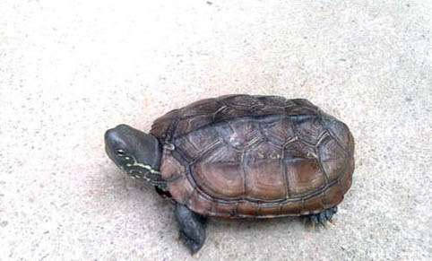 寵物龜夏季應(yīng)重點(diǎn)預(yù)防哪些疾病