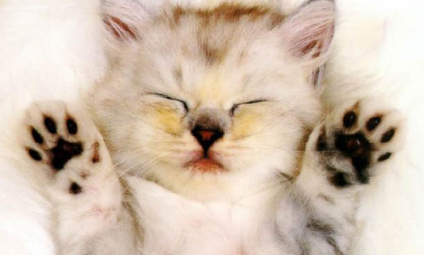 如何快速教會(huì)貓用貓砂