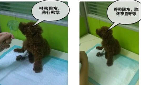 怎么去除泰迪狗的異味