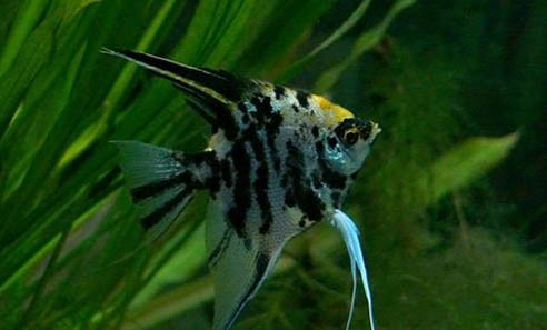 熊貓為什么只有中國有