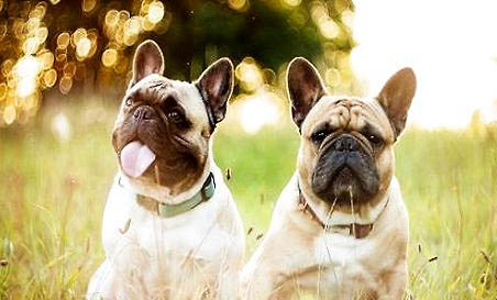 法國斗牛犬好養么