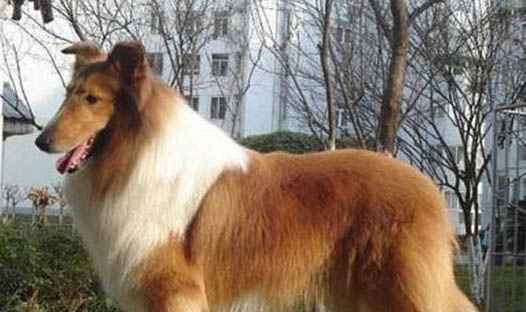 養狗身上癢癢的原因及處理方法