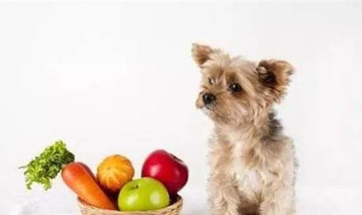 狗怎么預防櫻桃眼