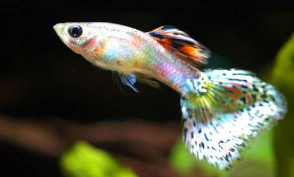 孔雀魚多久繁殖一次