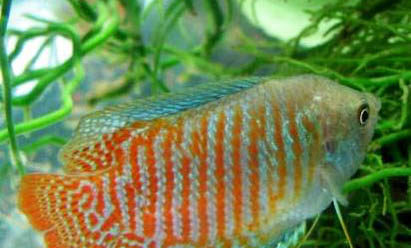 孔雀魚(yú)出生多久喂食