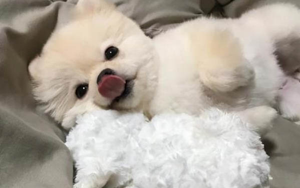 兩個月的小狗尿很黃