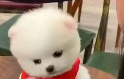 狗狗為什么會用頭蹭地