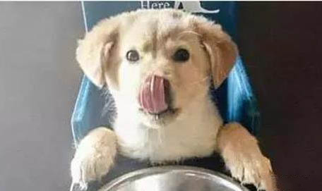 狗狗誤食蚊香了咋辦？