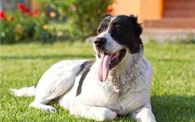 中亞犬為什么很少養?