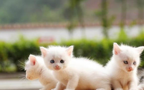 小貓多久可以洗澡