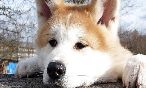 高加索犬的優點和缺點