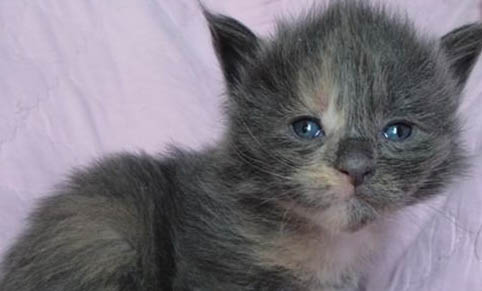 緬因貓到底能活多久