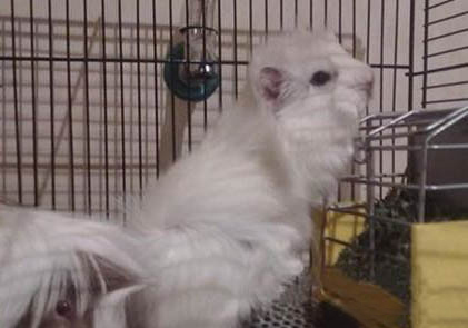 銀色刺毛天竺鼠的喂食要點