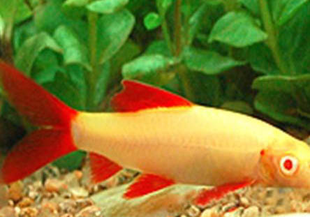 彩虹鯊魚和什么魚混養(yǎng)?