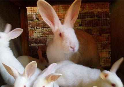 白兔魚的特征及飼養環境