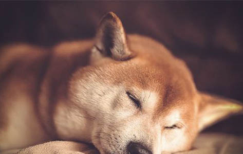 黑柴犬和黃柴犬哪個貴