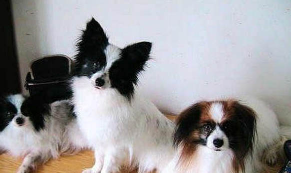 蝴蝶犬為什么喜歡咬主人