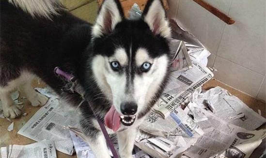 狗狗感染狂犬病有哪些表現(xiàn)