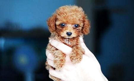 貴賓犬要多久晚上才不叫