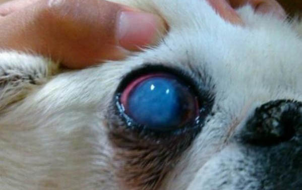 狗狗流鼻涕眼睛腫
