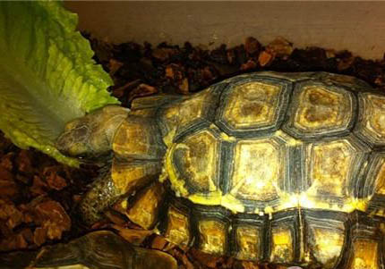 紅腿陸龜公母可以放在一起養嗎