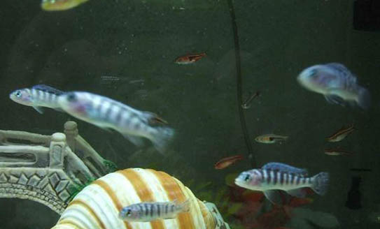 瑪麗魚怎么分公母