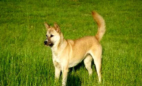 草狗怎樣訓(xùn)練