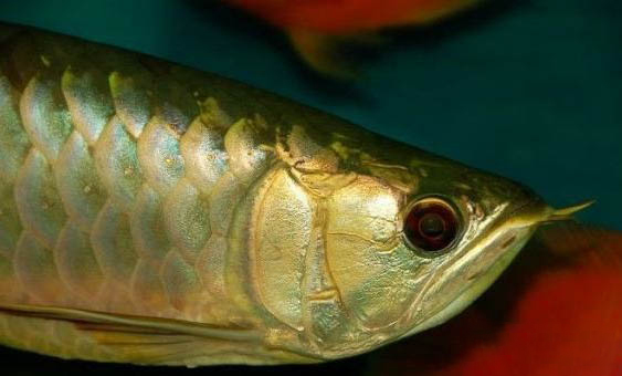 過背金龍魚寓意是什么