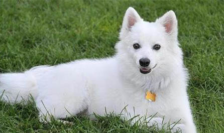 愛斯基摩犬一個月怎么喂養