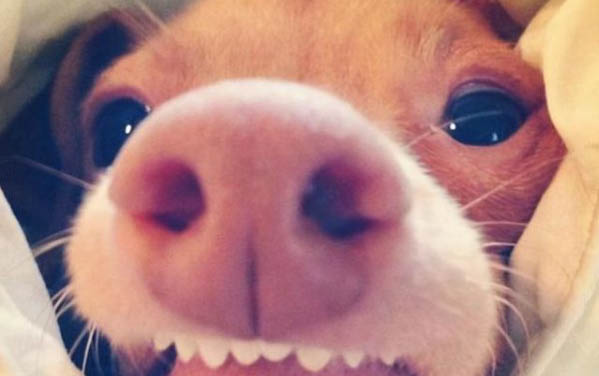 狗狗得了狂犬病會有哪些癥狀