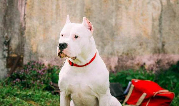 杜高和比特犬哪個厲害