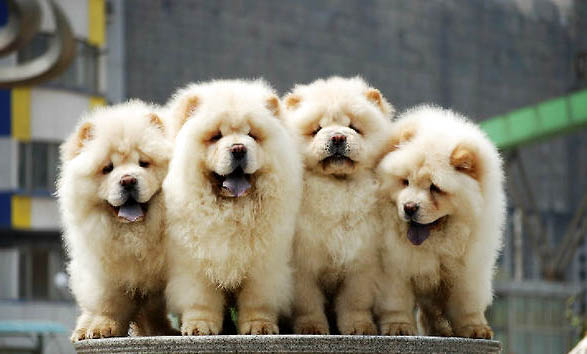 松獅犬多少錢一只黑色幼犬