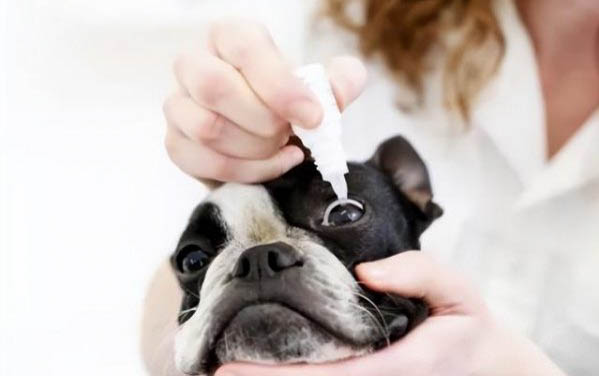 狗狗狂犬疫苗多長時(shí)間打一次