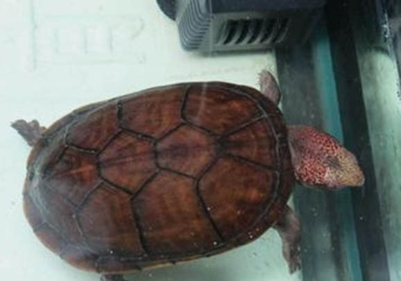 斑紋泥龜好養嗎