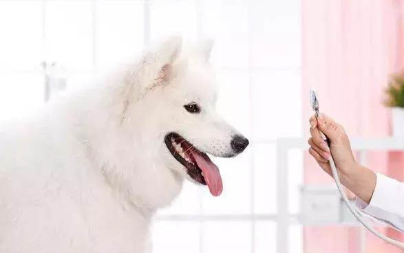 狗狗腳掌磨出血咋辦