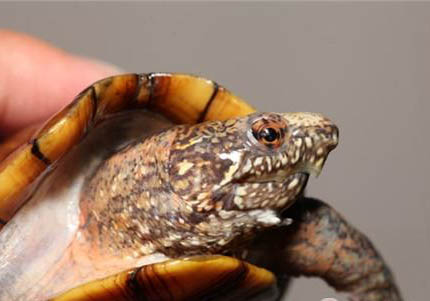 斑紋泥龜好養嗎