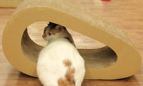 如何使貓少掉毛