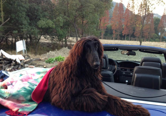 不列塔尼獵犬哪里有賣