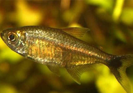 草魚得腸炎治療方法是什么