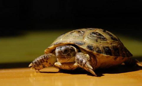 寵物龜的種類有哪些