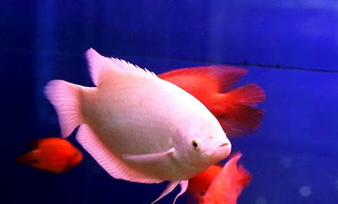 小丑魚突然不吃食了