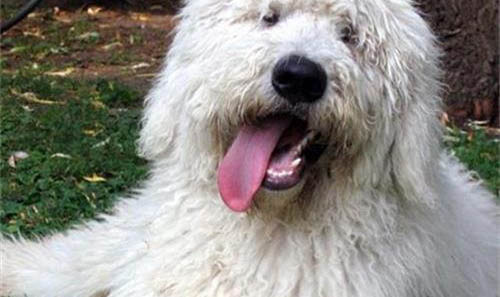 可蒙犬細小病毒引起的原因及處理方法